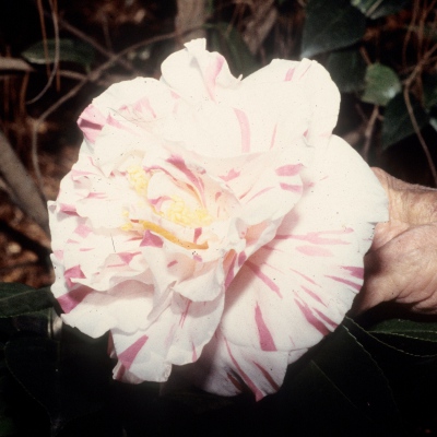 Brenda Lee Willbern